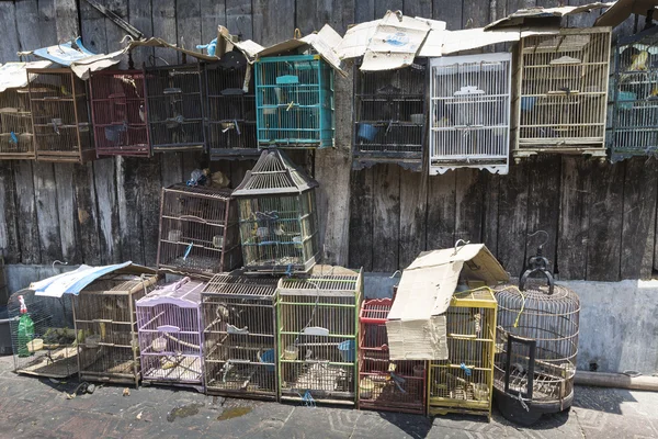 Vögel und Papageien auf dem Pasar Ngasem Markt in Yogyakarta, Cent — Stockfoto