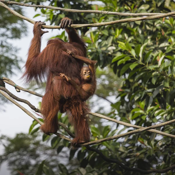 Orangután en la selva de Borneo Indonesia . — Foto de Stock