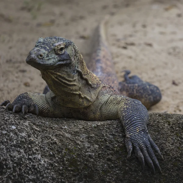 Komodo Dragon, de grootste hagedis ter wereld — Stockfoto