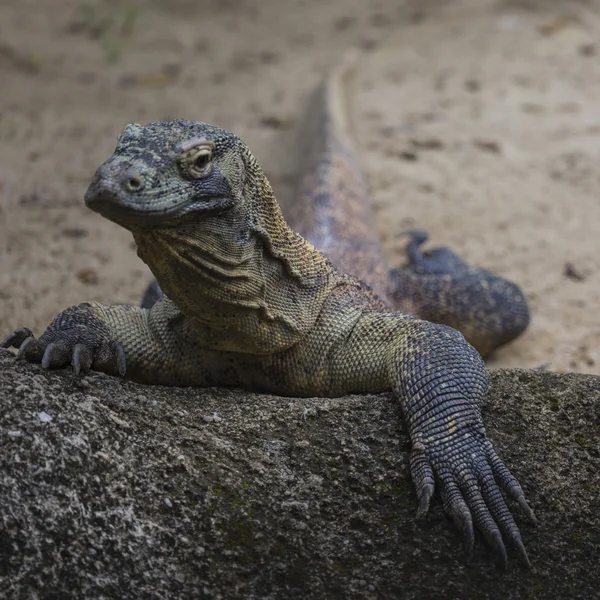 Komodo Dragon, the largest lizard in the world — Stock Photo, Image