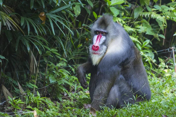 Portret van de volwassen mannelijke Mandril — Stockfoto