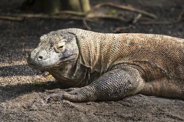 Komodo Dragon, the largest lizard in the world — Stock Photo, Image
