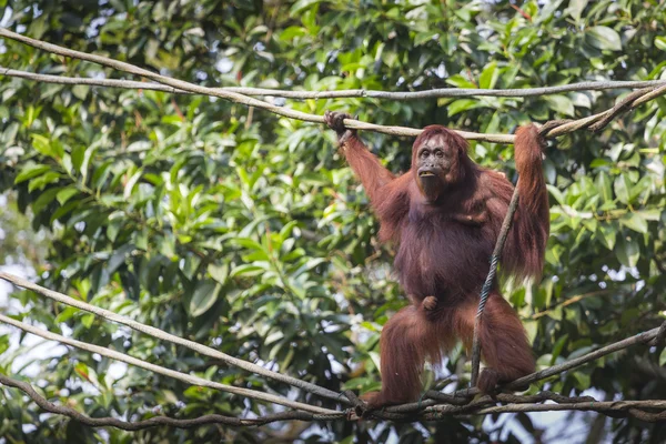 Orang-oetan in de jungle van Borneo Indonesië. — Stockfoto