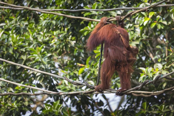 Orangutan v džungli Bornea Indonésie. — Stock fotografie