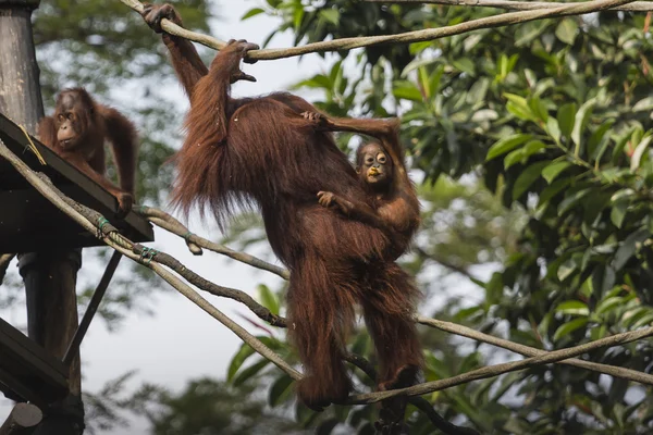 Orang-oetan in de jungle van Borneo Indonesië. — Stockfoto