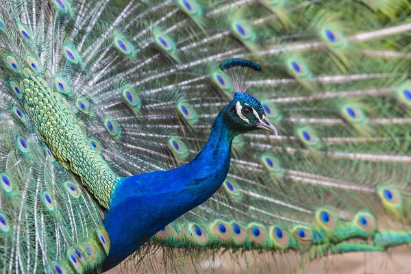 Porträt der schönen Pfau mit Federn aus — Stockfoto