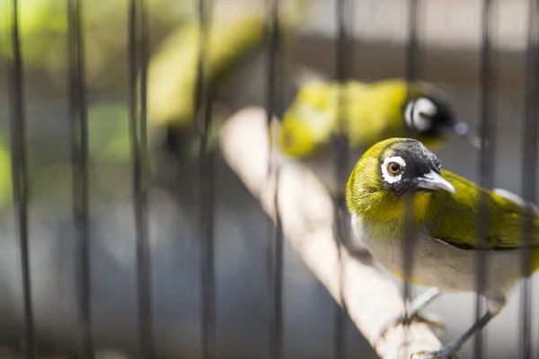 Aves no Mercado Pasar Ngasem em Yogyakarta, Java Central, Em — Fotografia de Stock