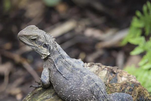 Australische water dragon — Stockfoto