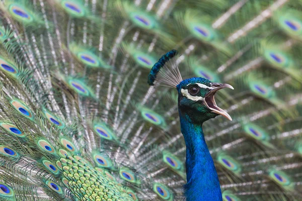 Portrait of beautiful peacock with feathers out — Stock Photo, Image