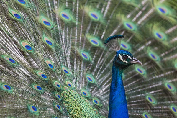 Porträt der schönen Pfau mit Federn aus — Stockfoto