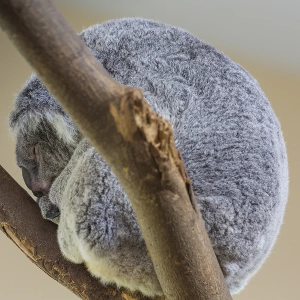 Koala alszik egy fa, Ausztrália — Stock Fotó