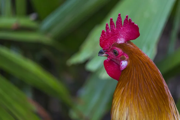 Angry chicken or hen in the cages for sell in the market. Tortur — Stock Photo, Image