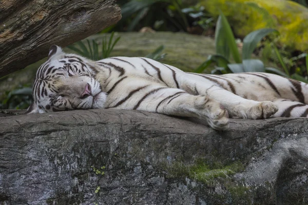 Zeldzame zwart-wit gestreepte volwassen tijger — Stockfoto