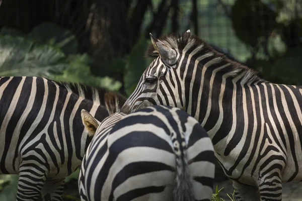 Primo piano ritratto di una zebra cicatrizzata di Burchell (Equus Quagga Bur — Foto Stock