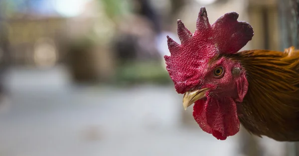 Dühös csirke vagy tyúk a ketrecben eladni a piacon. Tortur — Stock Fotó