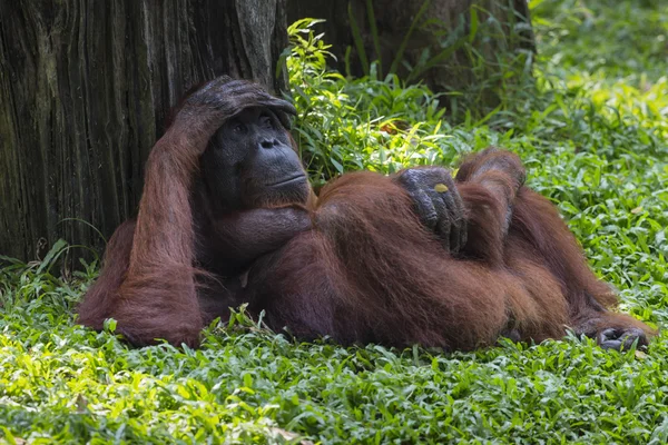 Orangutan in the jungle of Borneo Indonesia. — Stock Photo, Image
