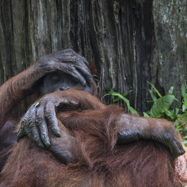 Orangután en la selva de Borneo Indonesia . —  Fotos de Stock