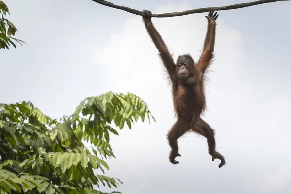 Orangutang i djungeln i Borneo Indonesien. — Stockfoto