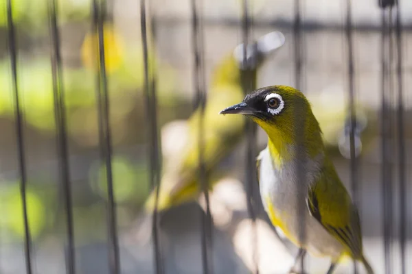 Birds at the Pasar Ngasem Market in Yogyakarta, Central Java, In — Stock Photo, Image