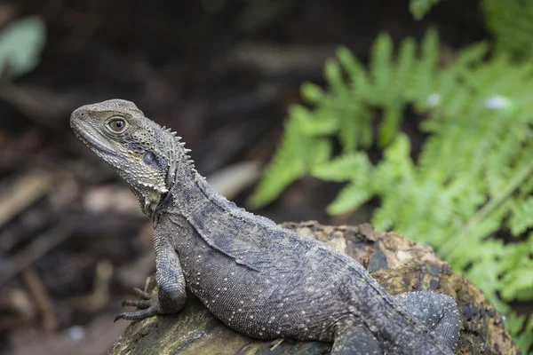 Australian Water Dragon — Stock Photo, Image