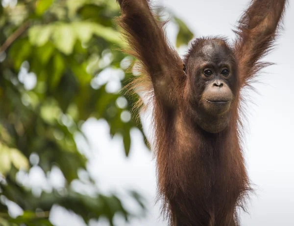 Orangutang i djungeln i Borneo Indonesien. — Stockfoto