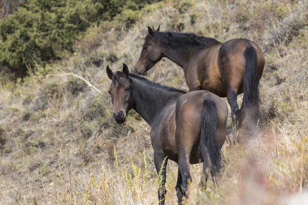 Cavalli in Kirghizistan paesaggio montano a paesaggio di Ala-Arch — Foto Stock