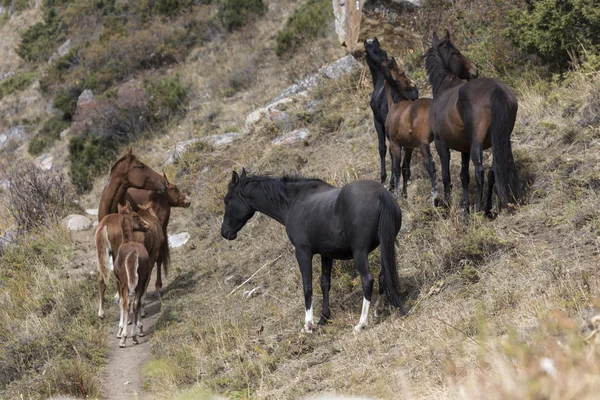 Pferde in der Gebirgslandschaft von Kyrgyzstan in der Landschaft von ala-arch — Stockfoto