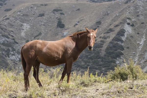 Paarden in Kirgizstan berglandschap op landschap van Ala-Arch — Stockfoto