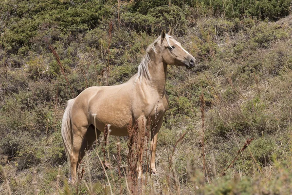 Horses in Kyrgyzstan mountain landscape at landscape of Ala-Arch — Stock Photo, Image