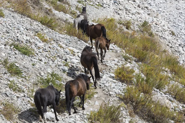 Pferde in der Gebirgslandschaft von Kyrgyzstan in der Landschaft von ala-arch — Stockfoto