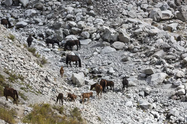 Río de montaña de la garganta de Ala-Archa en el día de verano, Kirguistán —  Fotos de Stock