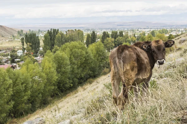 Picturesque landscape in Tien Shan mountains in Kyrgyzstan. — Stock Photo, Image