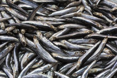 seafood Market taze balık