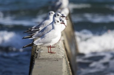 Siyah başlı martı yüksek rüzgar ve kaba denizler.