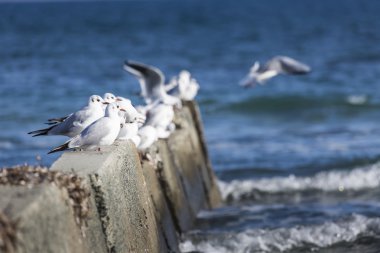 Siyah başlı martı yüksek rüzgar ve kaba denizler.