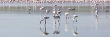 Pembe ve gri flamingolar Tuz Gölü 