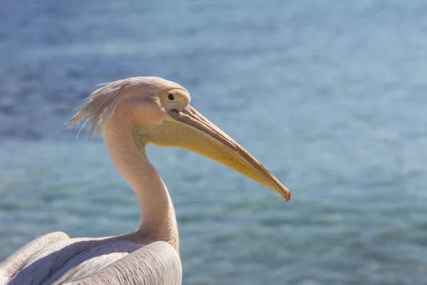 Pelican ritratto da vicino sulla spiaggia di Cipro . — Foto Stock