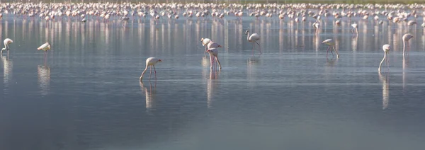 Flamingos rosa e cinza no lago salgado — Fotografia de Stock