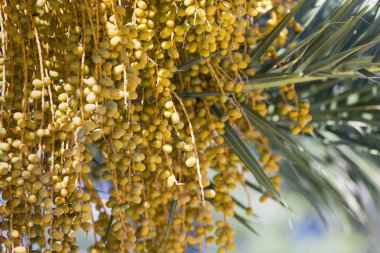 Ağaçta hurma ağaçları.