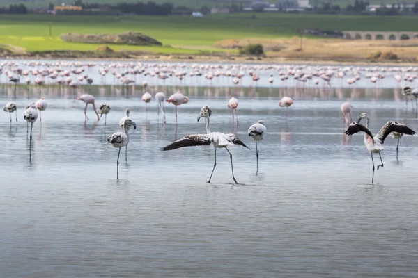Flamencos rosados y grises en el lago salado de Larnaca, Chipre —  Fotos de Stock
