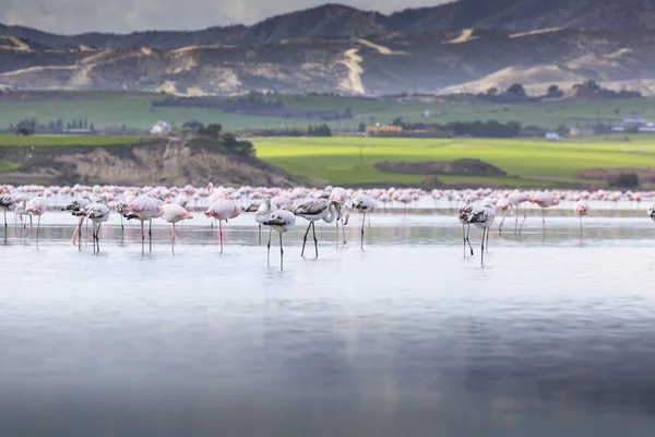 Flamingos rosa e cinza no lago salgado de Larnaca, Chipre — Fotografia de Stock