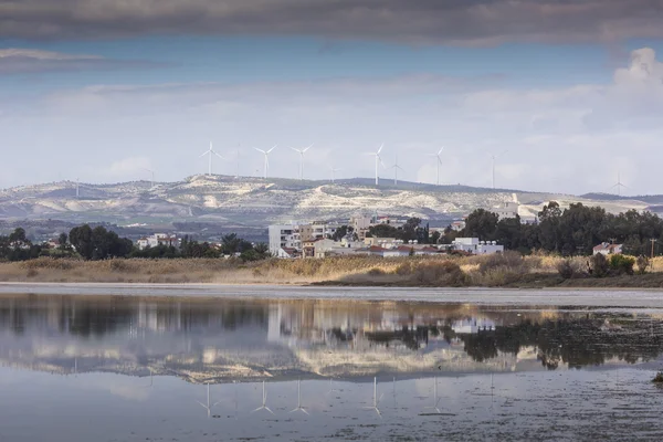 Rosa och grå flamingos på salt laken av Larnaca, Cypern — Stockfoto