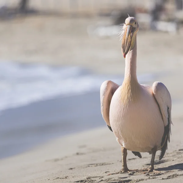 Pelícano primer plano retrato en la playa en Chipre . —  Fotos de Stock