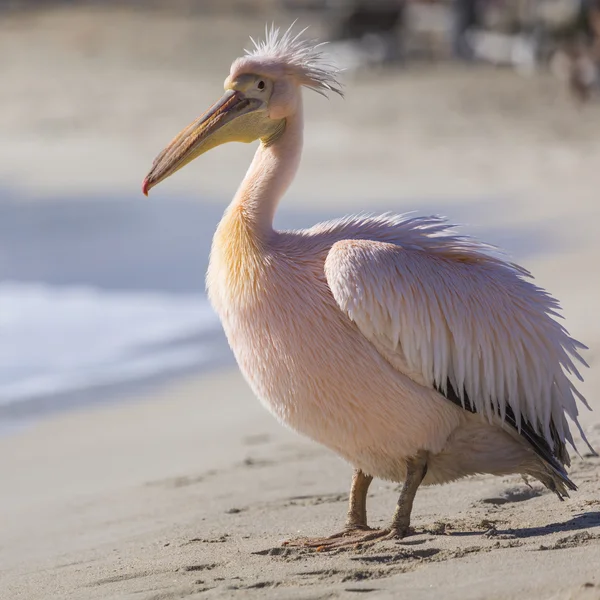 Pelican ritratto da vicino sulla spiaggia di Cipro . — Foto Stock