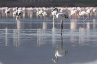 Pembe ve gri flamingolar Tuz Gölü Larnaka, Kıbrıs