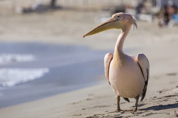 Pelican ritratto da vicino sulla spiaggia di Cipro . — Foto Stock