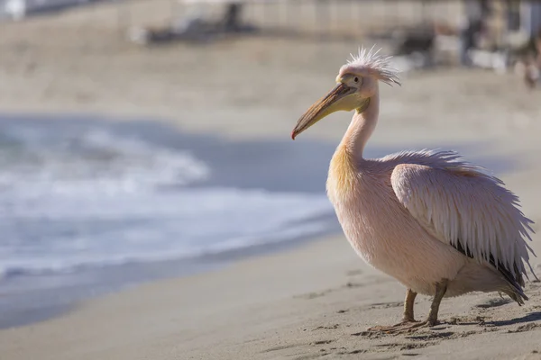 Pelikan Nahaufnahme Porträt am Strand in Zypern. — Stockfoto