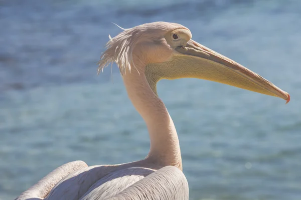 Pelikan Nahaufnahme Porträt am Strand in Zypern. — Stockfoto