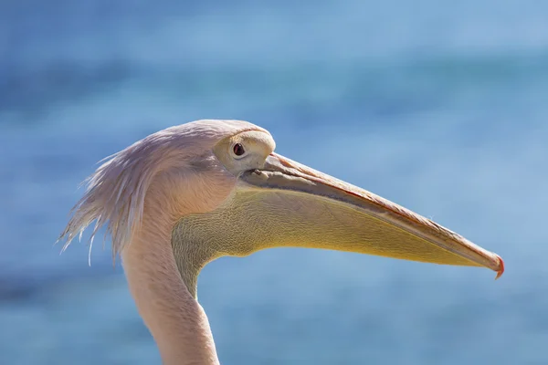 Pelikán zblízka portrétní na pláži na Kypru. — Stock fotografie