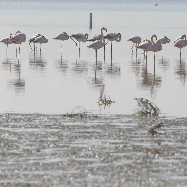 Güzel gün batımı, sürüsü gölün içinde Afrika flamingolar — Stok fotoğraf
